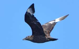 skua